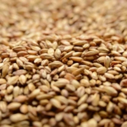 howdybrewer12022563