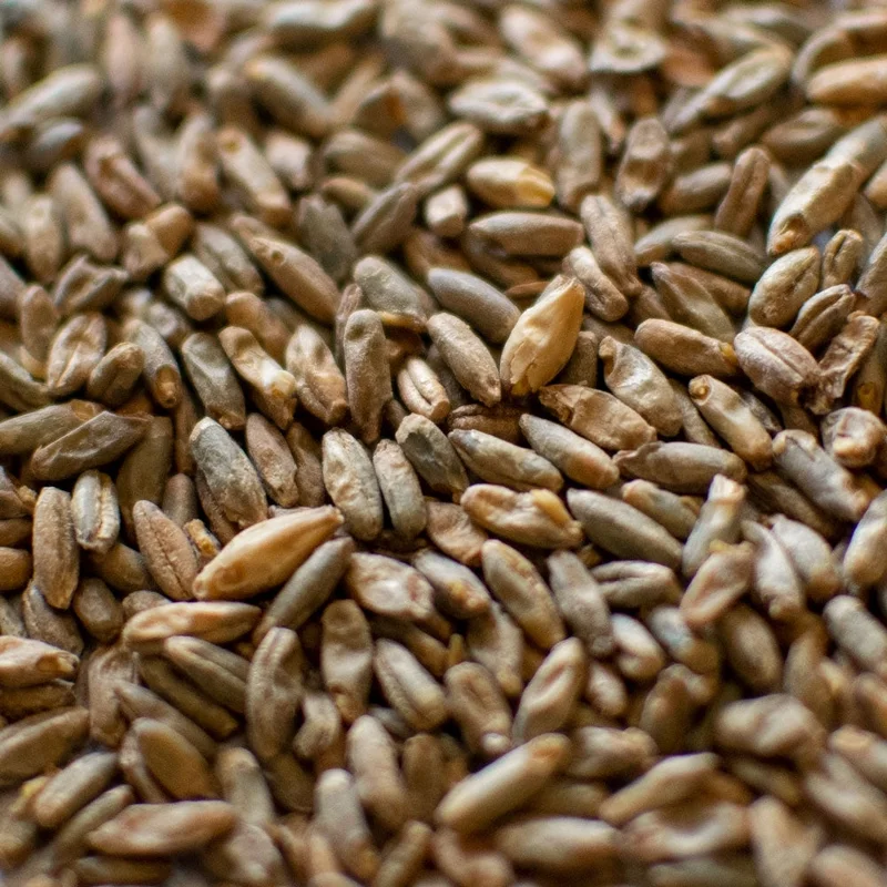 howdybrewer12026103
