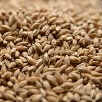 howdybrewer12026533
