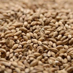 howdybrewer12027756